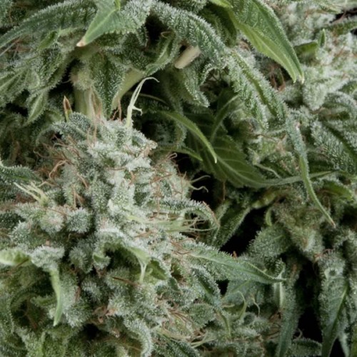 Northern Lights Auto Feminised Seeds Northern Lights Auto Feminised Seeds