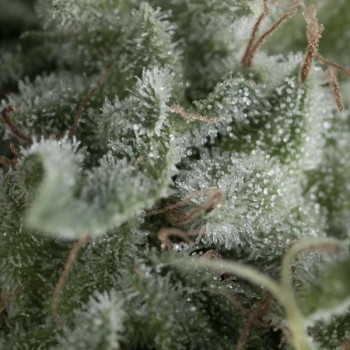 Nefertiti Auto Feminised Seeds Nefertiti Auto Feminised Seeds