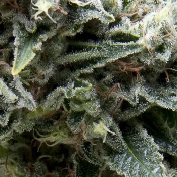 New York City Auto Feminised Seeds New York City Auto Feminised Seeds