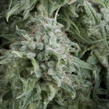 Anubis Auto Feminised Seeds Anubis Auto Feminised Seeds