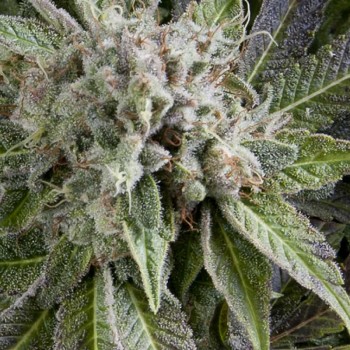 Blue Pyramid Auto Feminised Seeds Blue Pyramid Auto Feminised Seeds