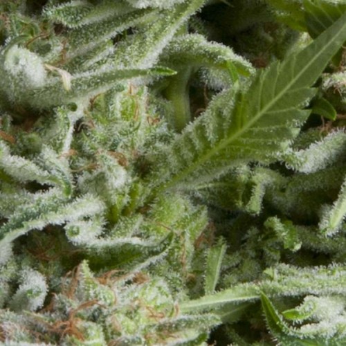 Alpujarrena Auto Feminised Seeds Alpujarrena Auto Feminised Seeds