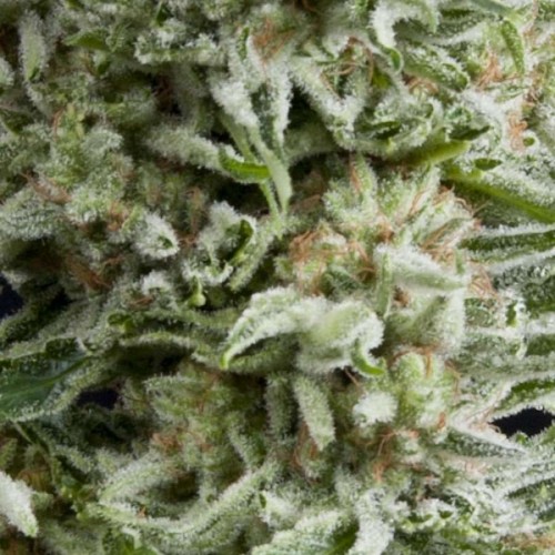 Amnesia Gold Auto Feminised Seeds Amnesia Gold Auto Feminised Seeds