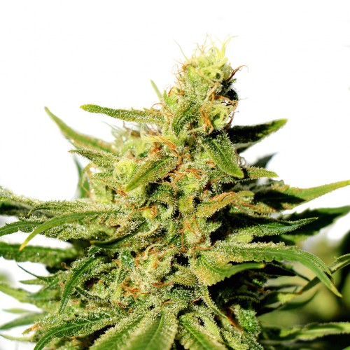 BCN Diesel CBD Feminised Seeds BCN Diesel CBD Feminised Seeds