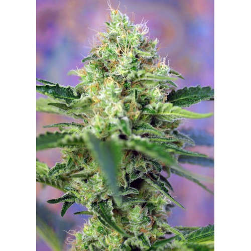 Crystal Candy Feminised Seeds Crystal Candy Feminised Seeds