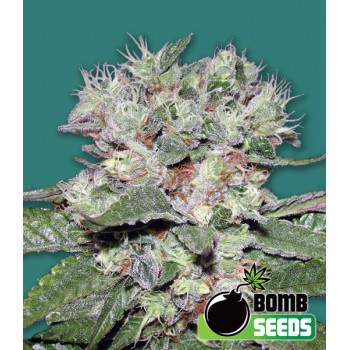 Bomb CBD Feminised Seeds