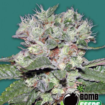 Bomb CBD Feminised Seeds Bomb CBD Feminised Seeds