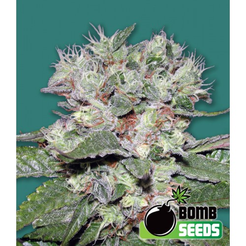 Bomb CBD Feminised Seeds