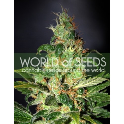 Chronic Haze Feminised Seeds Chronic Haze Feminised Seeds