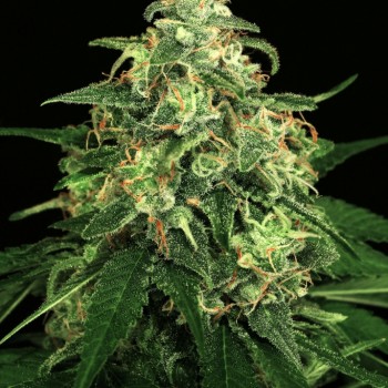 Mango Cream Feminised Seeds Mango Cream Feminised Seeds