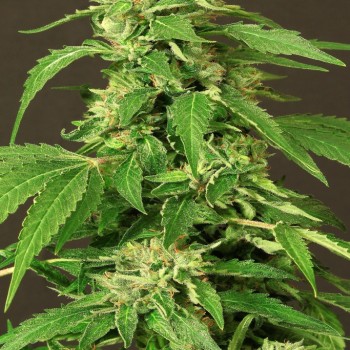 Exotic Thai Feminised Seeds Exotic Thai Feminised Seeds