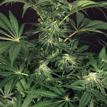 Green Gummy Feminised Seeds Green Gummy Feminised Seeds