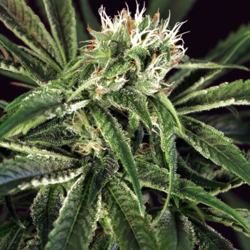 Amnesia #7 Feminised Seeds Amnesia #7 Feminised Seeds