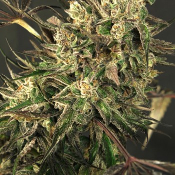 Exotic Colours Feminised Seeds Exotic Colours Feminised Seeds
