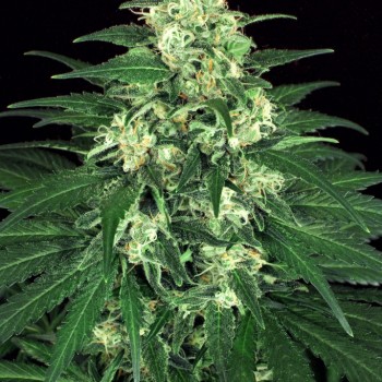 Lemon Candy Feminised Seeds Lemon Candy Feminised Seeds