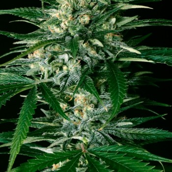 Gypsy Widow Feminised Seeds Gypsy Widow Feminised Seeds