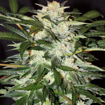 Monster Mash Auto Feminised Seeds Monster Mash Auto Feminised Seeds