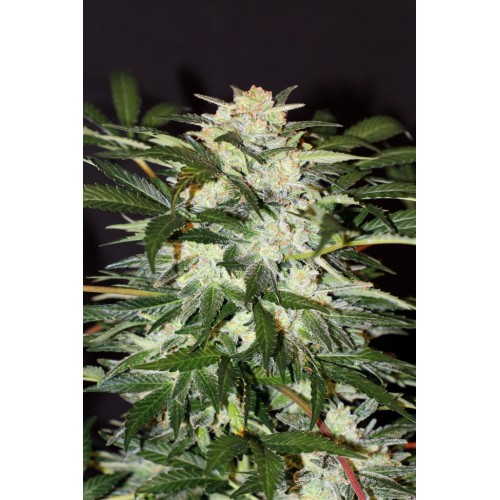 Monster Mash Auto Feminised Seeds Monster Mash Auto Feminised Seeds