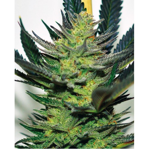 Afghan Skunk Feminised Seeds Afghan Skunk Feminised Seeds