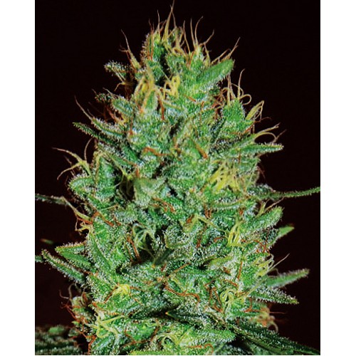 Amnesia Haze Feminised Seeds Amnesia Haze Feminised Seeds