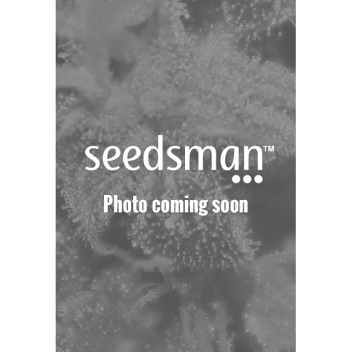 Lavender Feminised Seeds Lavender Feminised Seeds