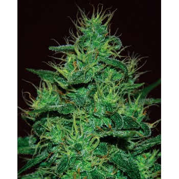 Amnesia Haze Auto Feminised Seeds Amnesia Haze Auto Feminised Seeds