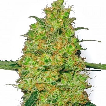 Master Kush Feminised Seeds Master Kush Feminised Seeds