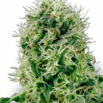Pure Power Plant Feminised Seeds Pure Power Plant Feminised Seeds