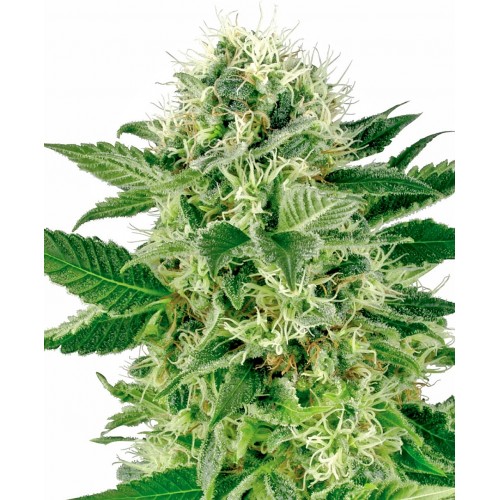 Northern Lights Feminised Seeds