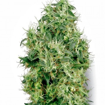 White Gold Feminised Seeds White Gold Feminised Seeds