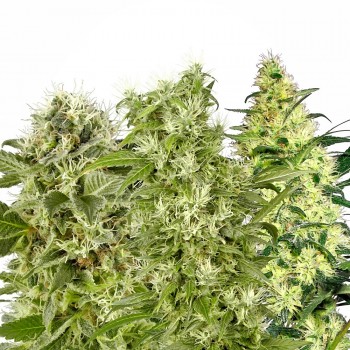 Female Mix Feminised Seeds Female Mix Feminised Seeds