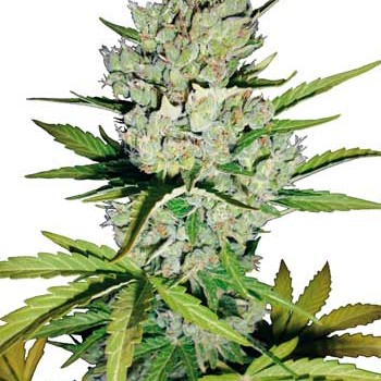Super Skunk Auto Feminised Seeds Super Skunk Auto Feminised Seeds