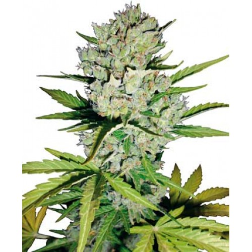 Super Skunk Auto Feminised Seeds Super Skunk Auto Feminised Seeds