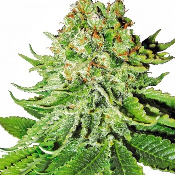 Northern Lights Auto Feminised Seeds Northern Lights Auto Feminised Seeds