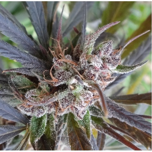Haze x Kali China Feminised Seeds