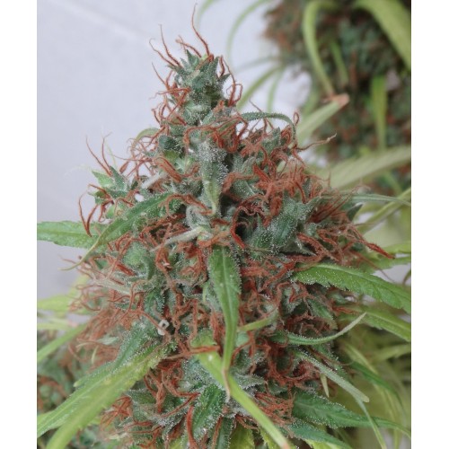 Honduras Regular Seeds Honduras Regular Seeds