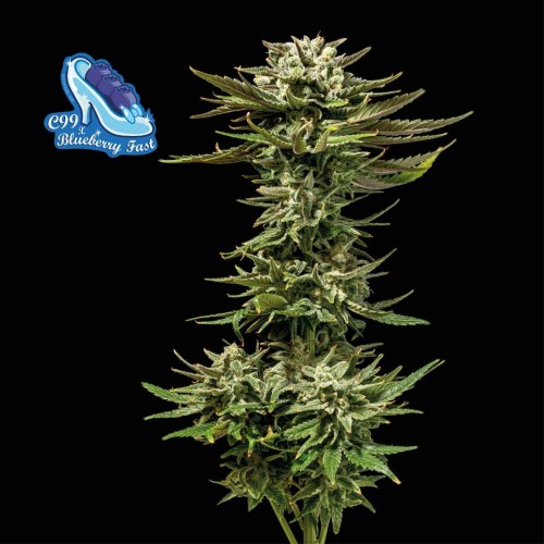 C99 x Blueberry FAST Feminised Seeds C99 x Blueberry FAST Feminised Seeds