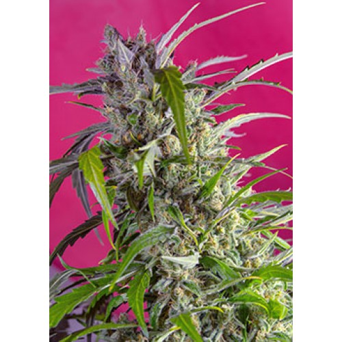 Crystal Candy Auto Feminised Seeds Crystal Candy Auto Feminised Seeds