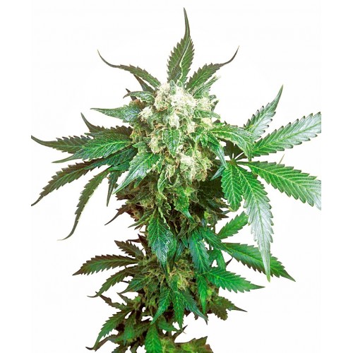 Black Domina Feminised Seeds