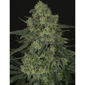 Criminal Feminised Seeds Criminal Feminised Seeds