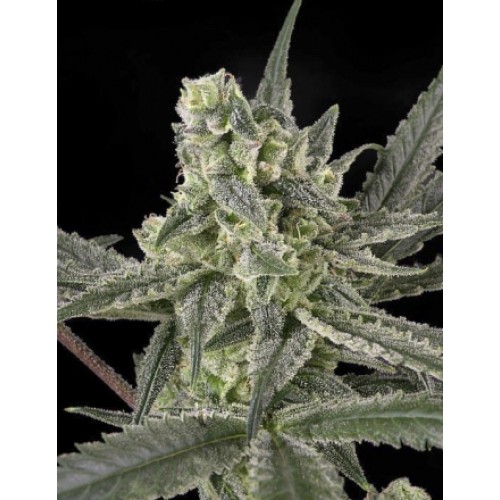 Old School Feminised Seeds