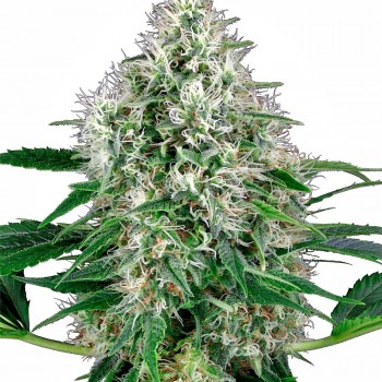 Pure Power Plant Auto Feminised Seeds Pure Power Plant Auto Feminised Seeds
