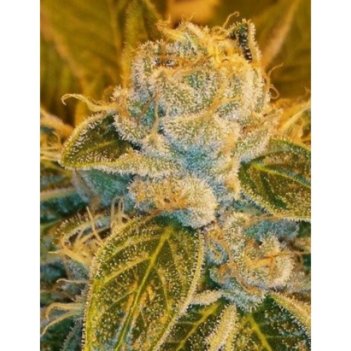 Sour Ripper Feminised Seeds Sour Ripper Feminised Seeds