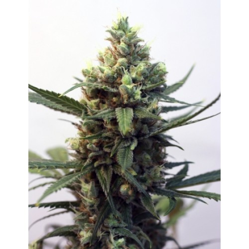 Toxic Feminised Seeds