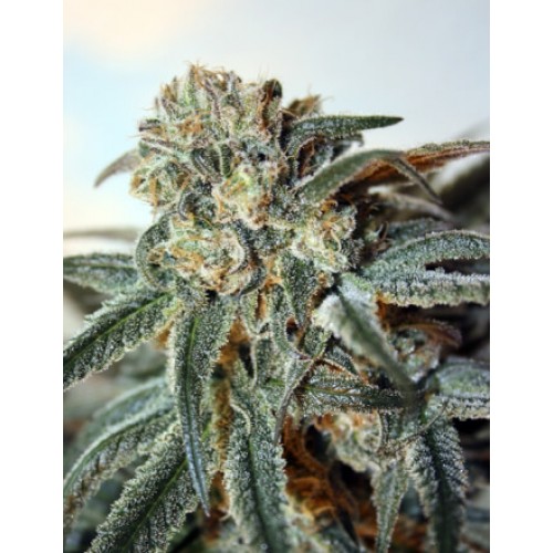 Zombie Kush Feminised Seeds
