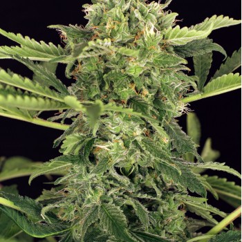 Mango Cream Auto Feminised Seeds Mango Cream Auto Feminised Seeds