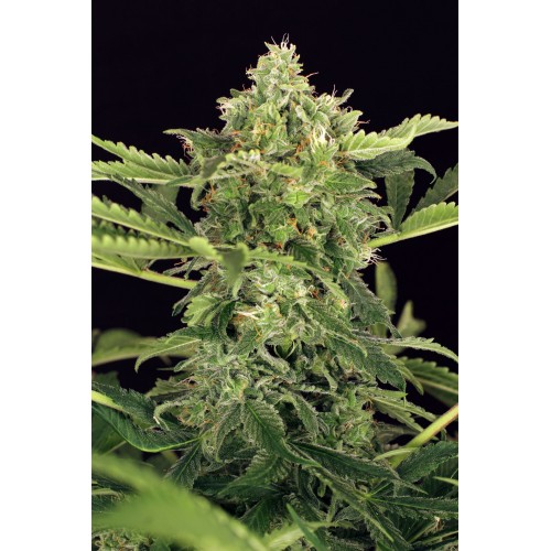 Mango Cream Auto Feminised Seeds Mango Cream Auto Feminised Seeds