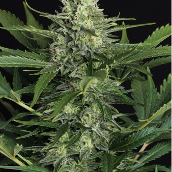 Green Gummy Auto Feminised Seeds Green Gummy Auto Feminised Seeds