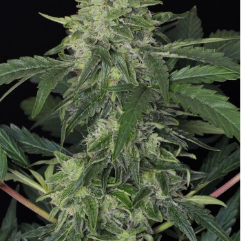 Jungle Fever Auto Feminised Seeds Jungle Fever Auto Feminised Seeds
