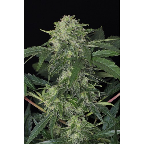 Jungle Fever Auto Feminised Seeds Jungle Fever Auto Feminised Seeds